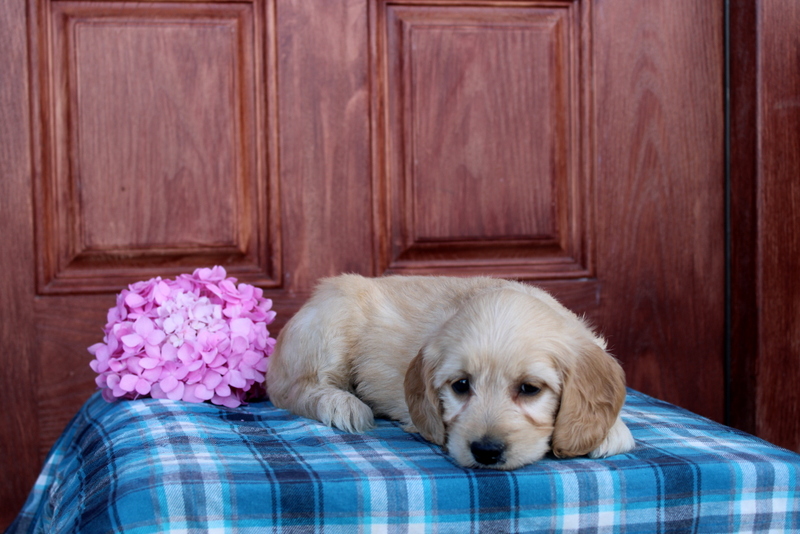 puppy, for, sale, Mini  Goldendoodle, Matthew B. Stoltzfus, dog, breeder, Gap, PA, dog-breeder, puppy-for-sale, forsale, nearby, find, puppyfind, locator, puppylocator, aca